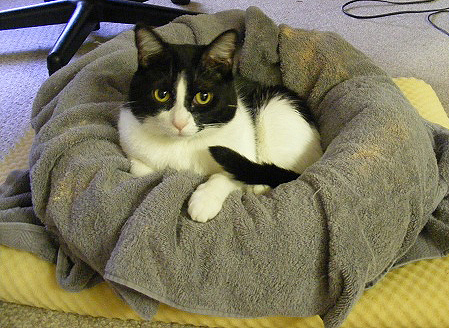 Luna's New Cat Bed